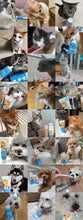 Load image into Gallery viewer, PETEDISON 🇰🇷 Liquid Toothpaste for Pets
