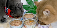 Load image into Gallery viewer, AKANE 🇯🇵 Cat Wet Food with Lactic Acid Bacteria 🔥
