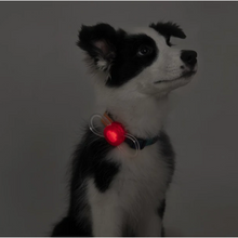 Load image into Gallery viewer, PIDAN Pet Pet Safety Night Light Collar
